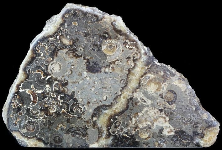 Polished Ammonite Fossil Slab - Marston Magna Marble #49601